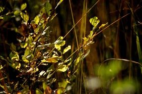 small shrub in grass at autumn