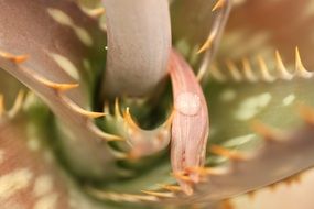 closeup cactus