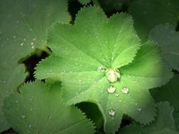 Close-up of the raindrops on the plant