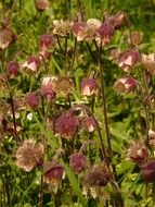 purple avens in a meadow