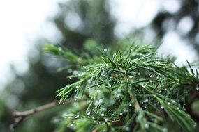 green pine branch on a blurry background