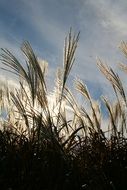 bottom view of the ornamental grass