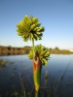 closeup view of green plant near the pond