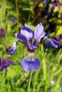 violet iris flower blossom close-up on blurred background
