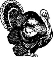 turkey bird for thanksgiving