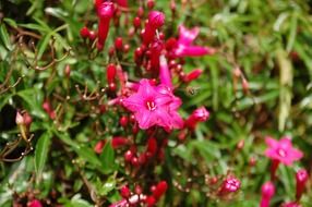 Pink flowers and insect