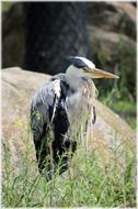 silver heron bird outdoor