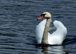young swan with grey neck and white wings on water