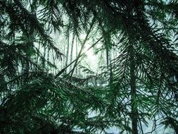 dense fir branches close up