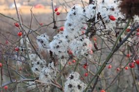 berries in the snow