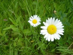 two daisies in summer