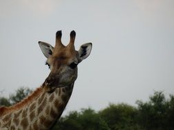 giraffe in the wild