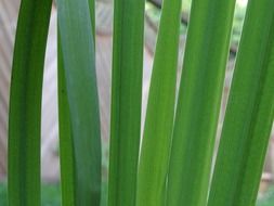 green long leaves of an aquatic plant