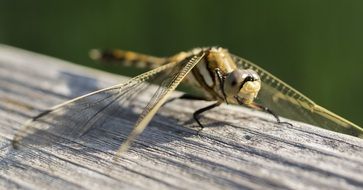 yellow dragonfly insect macro