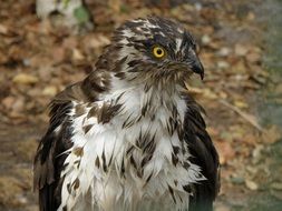 European honey buzzard