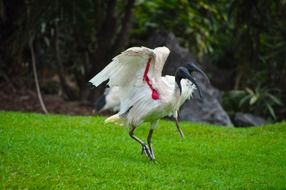 bird wildlife australian