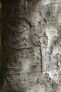 tree bark close up