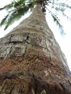 palm tree close-up