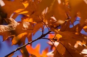 orange autumn leaves close-up on blurred background