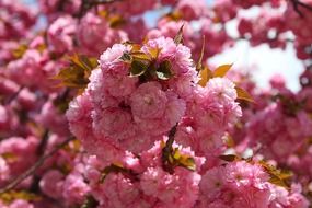 sakura tree, beautiful pink blossoms close up