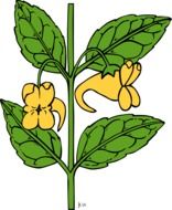 green impatiens drawing