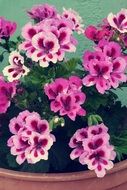 plant with bright purple flowers in a pot