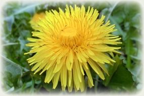 yellow dandelion closeup