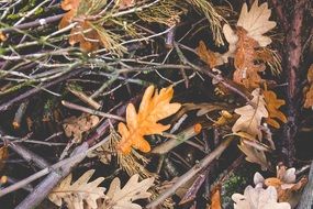 fall oak leaves on the ground