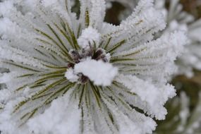 cold hoarfrost on the plant close-up on blurred background