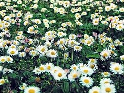 many white daisies on a green meadow