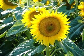 beautiful sunflower field