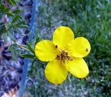 Tiny yellow potentilla flower in nature