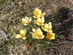 crocus white flowers