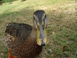photo of a brown duck with an important view