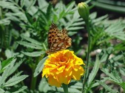 wild butterfly on the yellow garden flower