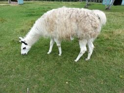 domestic white llama grazing on lawn