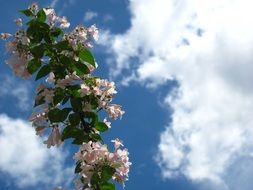 branch of a tree with flowers against the sky with white clouds