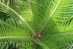 fern seeds and leaves close up
