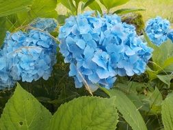 blue hydrangea flowers with green leaves