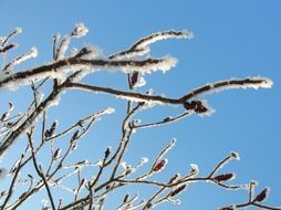 hoarfrost on bare branches at sky