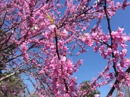 Cercis siliquastrum, judas tree in bloom close-up