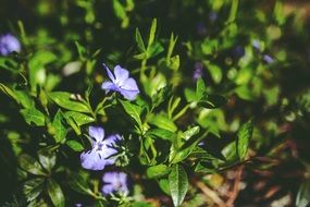 tiny purple flowers in a garden