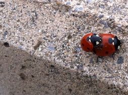 pairing of ladybirds on pebbles