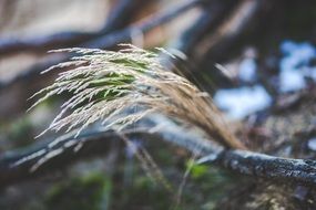 dry grass in a forest