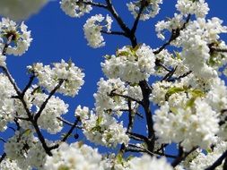 amazing cherry blossoms