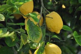 yellow lemons on a tree branch