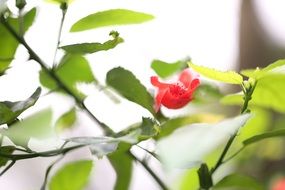 red flower on the tree