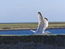 white seagull in flight on a sunny day