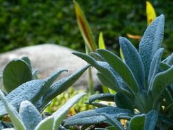 succulent leaves of the plant in the garden