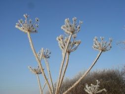 frosted dry plant at sky